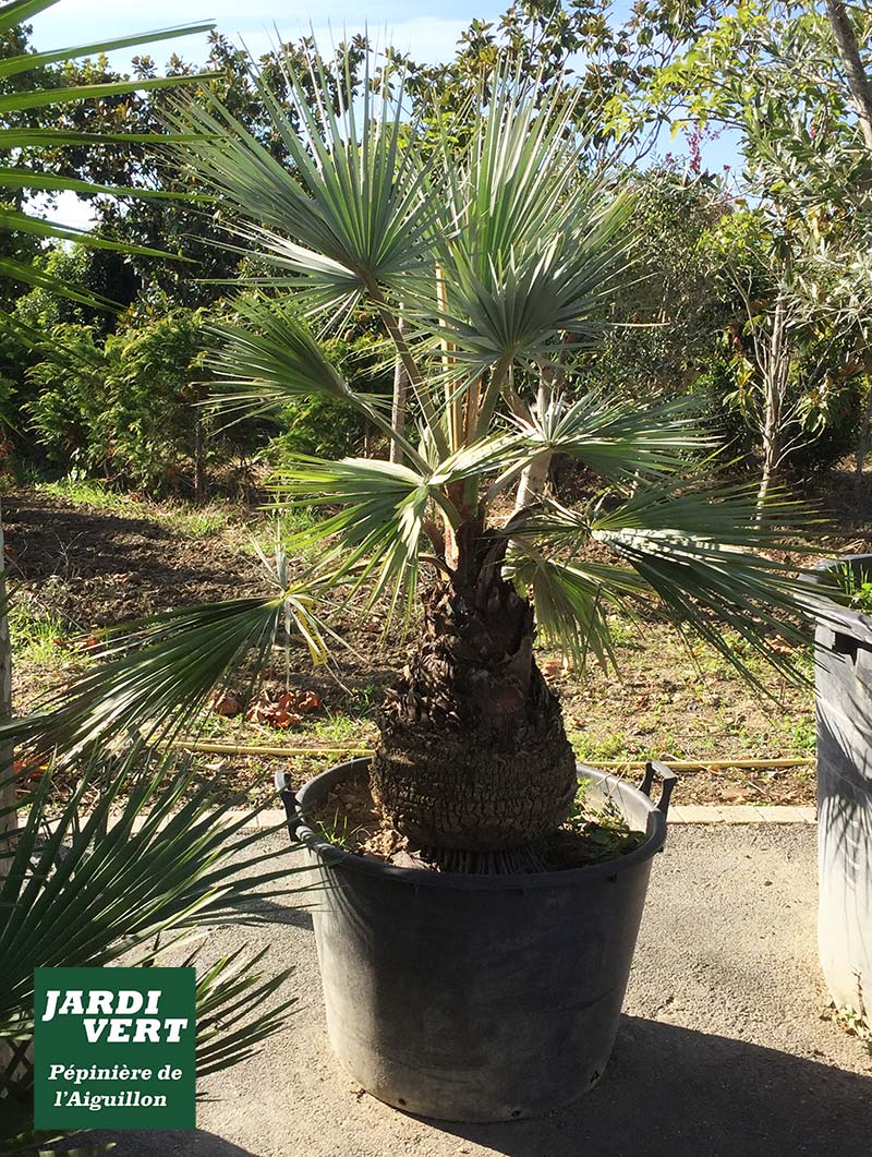 Un palmier original de Madagascar, le bismarckia nobilis !