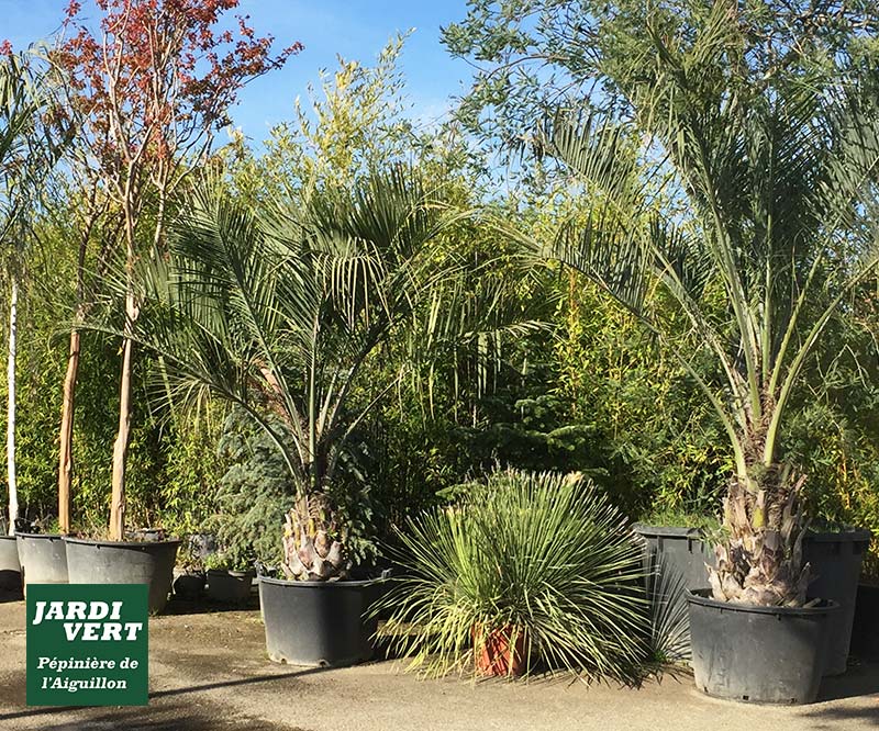Butia & autres grands palmiers - Pépinière de l'Aiguillon jardinerie 31