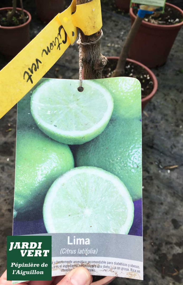 Citron vert 'citrus latifolia lima' - 31