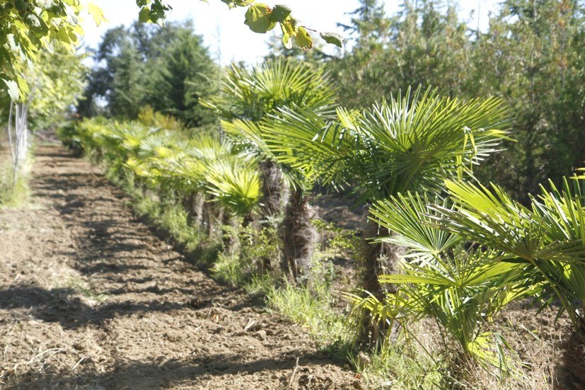 Vente de palmiers gros sujets à Toulouse