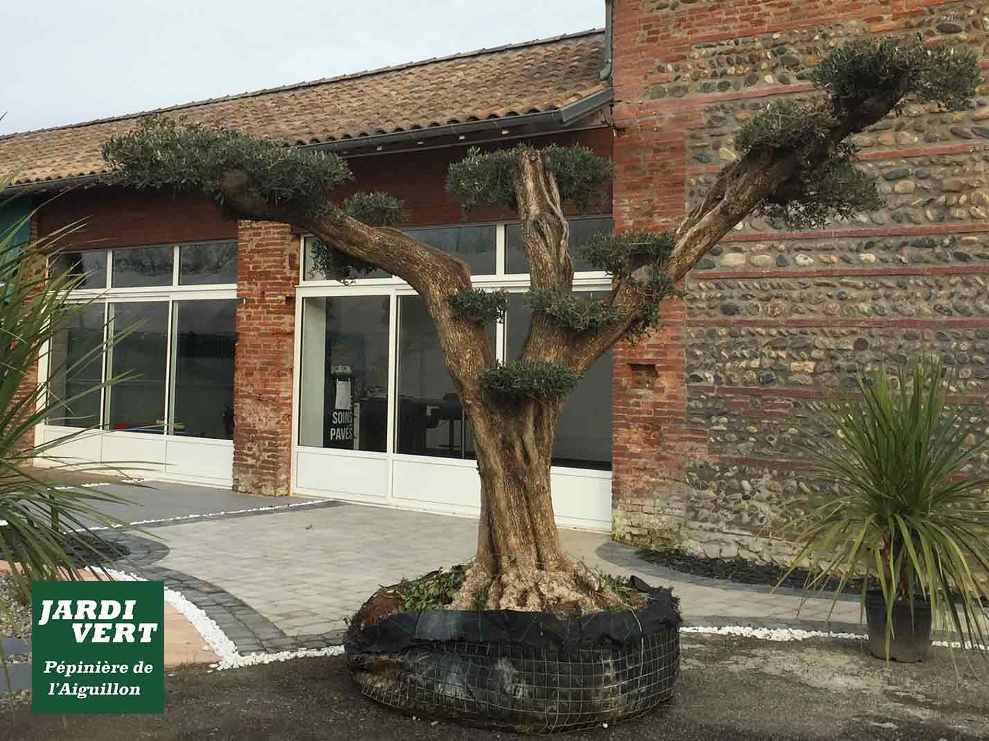 Grand choix d'oliviers vieux, centenaires, nuage, bonsai à Toulouse - Jardinerie de l'Aiguillon