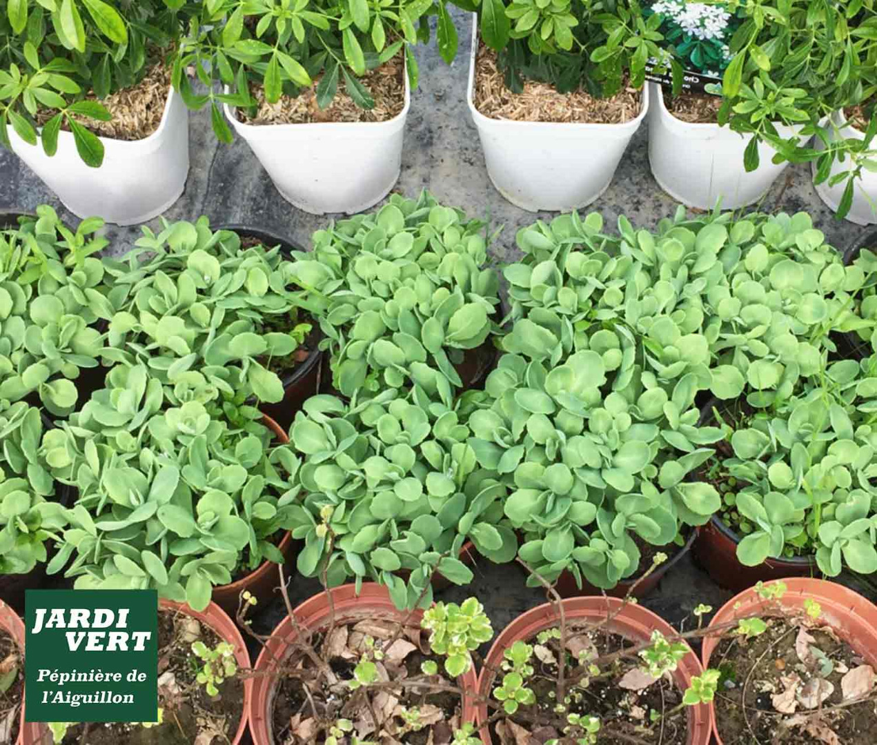 Choisir une plante sans arrosage, sans entretien : le sedum spectabile ! Jardinerie de l'Aiguillon près de Leguevin, Seysses et Portet