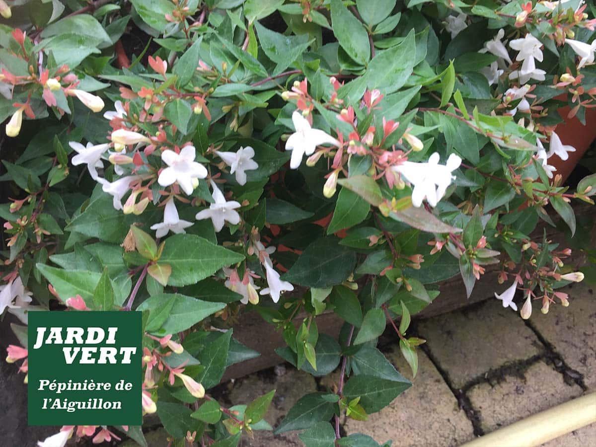 Abelia en fleurs blanches abondantes sur un feuillage vert foncé. Logo "Jardi Vert Pépinière de l'Aiguillon".