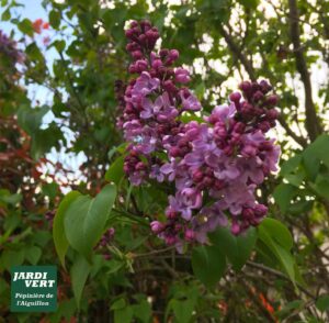 Gros plan sur de superbes fleurs de lilas mauve et bourgeons pourpres, feuilles vertes. Logo Jardi Vert Pépinière de l'Aiguillon.
