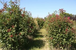 Allée étroite dans une pépinière avec des arbustes Photinia rouges et verts bordant le chemin sous un ciel bleu clair.
