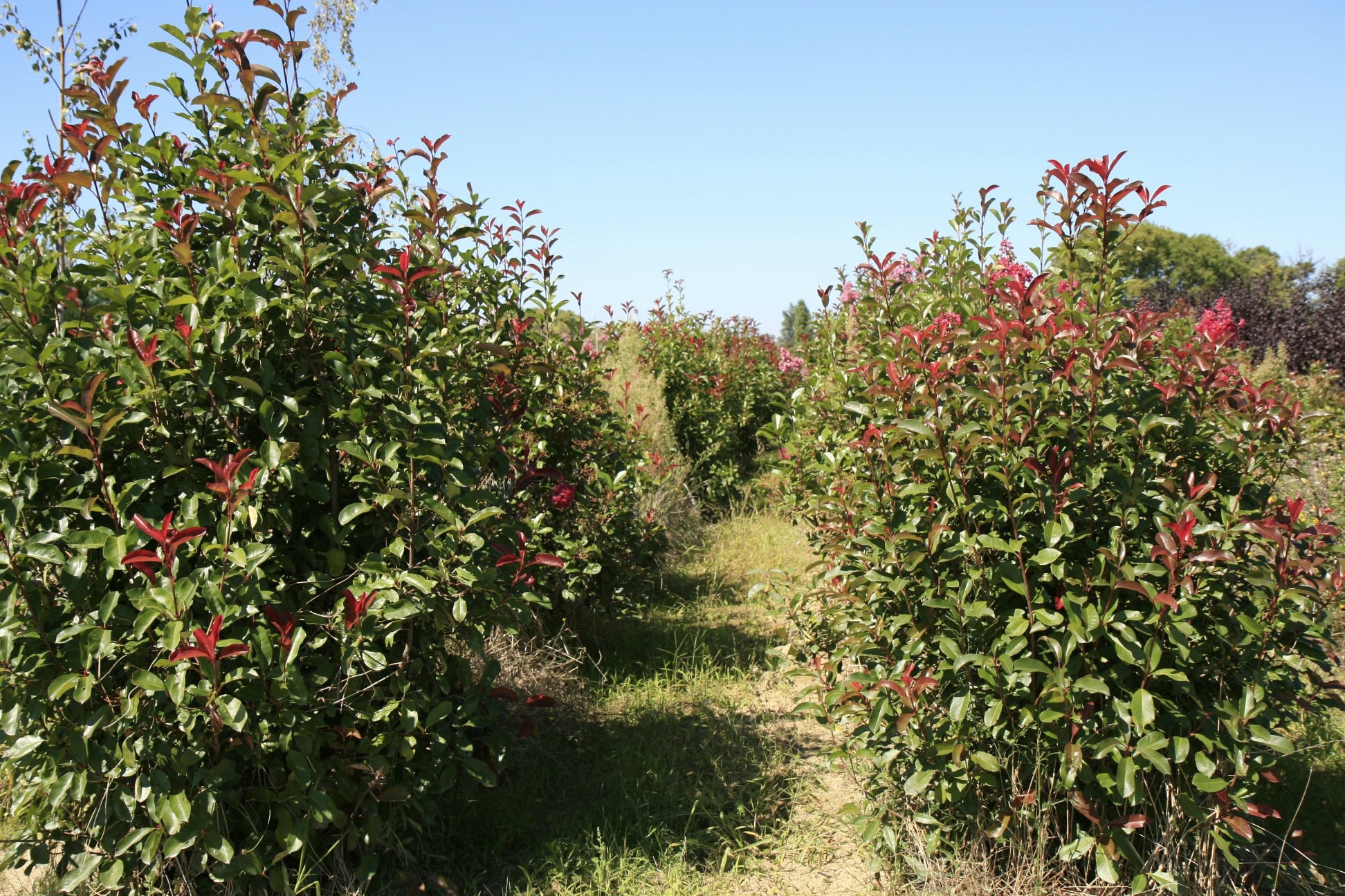 Allée étroite dans une pépinière avec des arbustes Photinia rouges et verts bordant le chemin sous un ciel bleu clair.