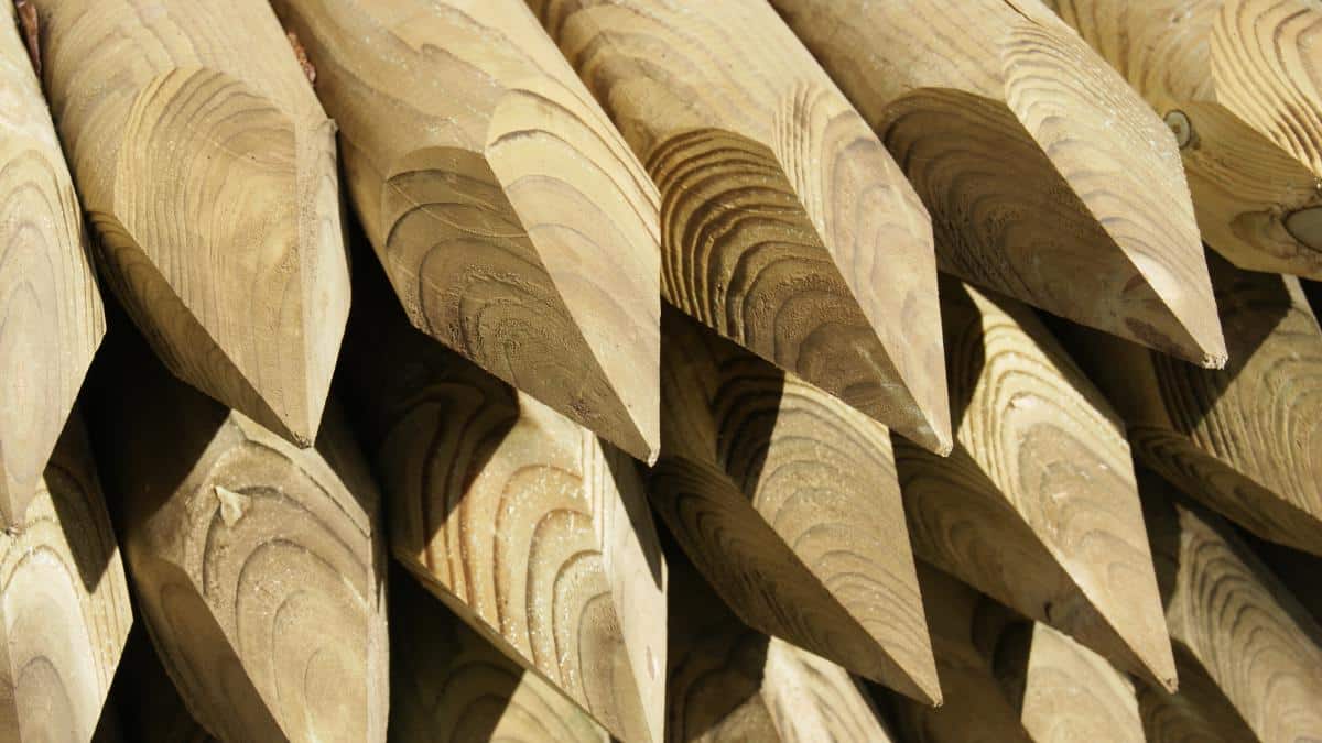 Piquets de clôture en bois neufs, clairs et pointus, empilés. Le grain naturel du bois et les anneaux de croissance sont visibles.