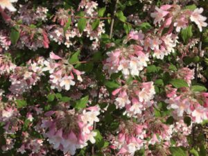 Abelia chinensis en fleurs, grappes de petites fleurs tubulaires rose pâle et blanches, feuillage vert dense en pleine lumière.