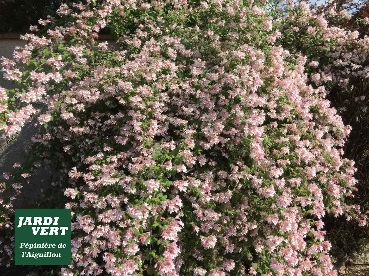 Abelia rose et blanc en pleine floraison luxuriante contre un mur, avec logo Jardi Vert Pépinière de l'Aiguillon.