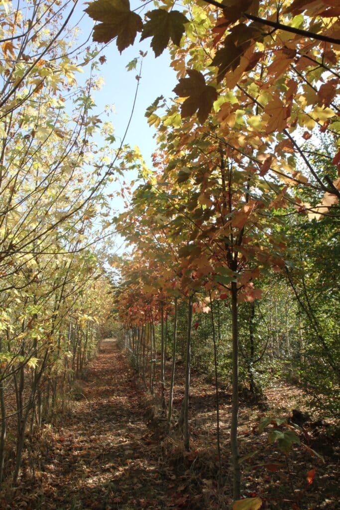 Allée forestière en automne, bordée d'arbres aux feuilles jaunes et orange, chemin couvert de feuilles mortes sous un ciel bleu.