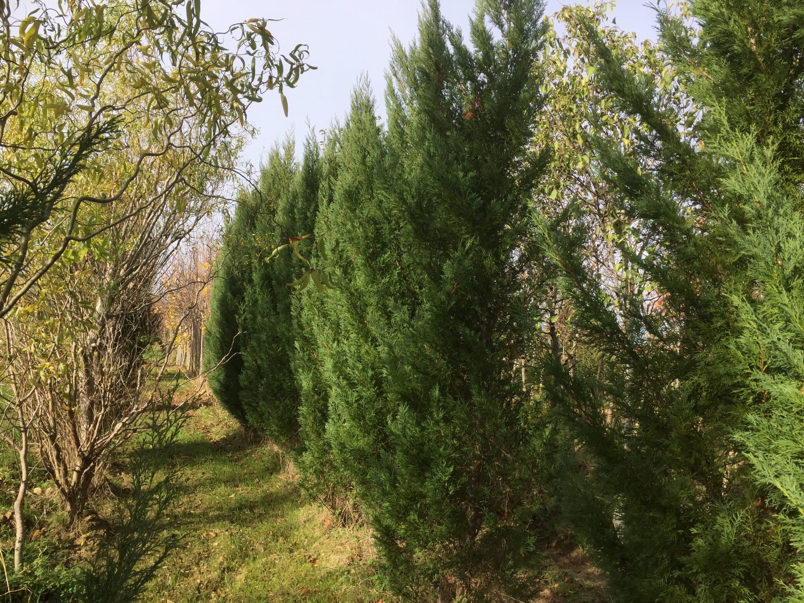 Allée bordée de cyprès verts luxuriants et d'arbres au feuillage clairsemé en automne, avec de l'herbe sur le sol.