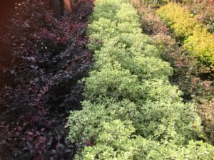 Plantes ornementales en rangées : feuillage pourpre foncé, arbustes panachés vert et blanc, et buissons jaune-vert.