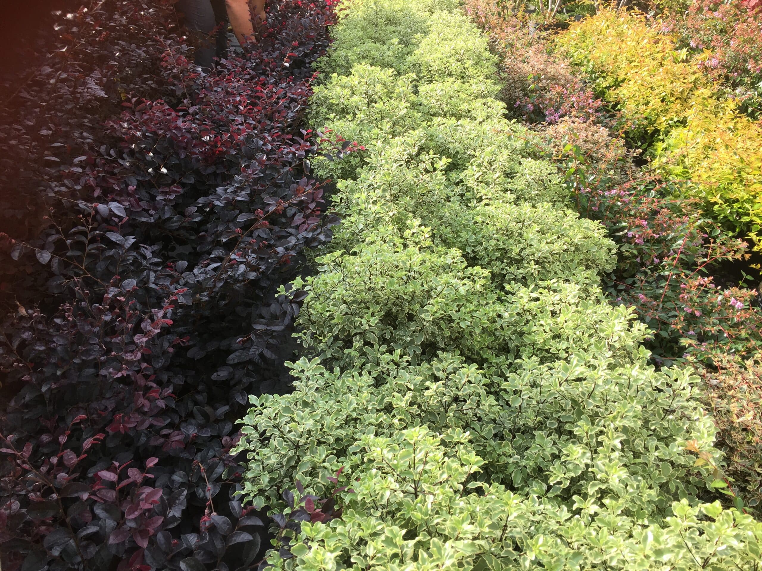 Plantes ornementales en rangées : feuillage pourpre foncé, arbustes panachés vert et blanc, et buissons jaune-vert.