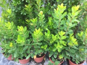 Plusieurs jeunes arbustes au feuillage vert vif et vert foncé en pots de terre cuite, avec des tiges rougeâtres et de nouvelles pousses vert-jaune.