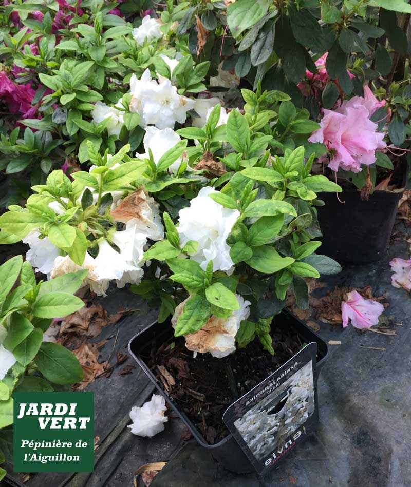Azalées blanches et roses en pots, certaines fanées, posées sur une bâche noire. Texte : Jardi Vert Pépinière de l'Aiguillon, Azalée.