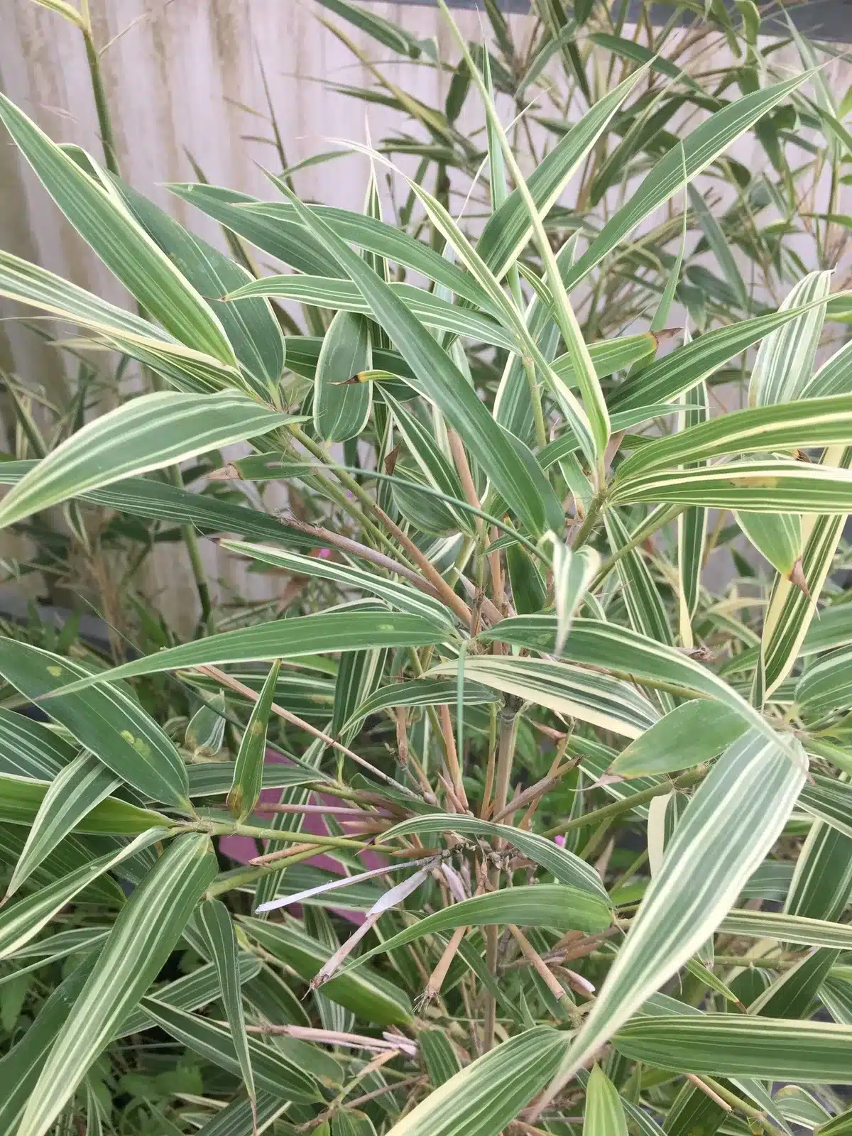 Feuillage dense de bambou panaché, ses feuilles vertes sont striées de bandes crème/blanches. Tiges fines et élancées.