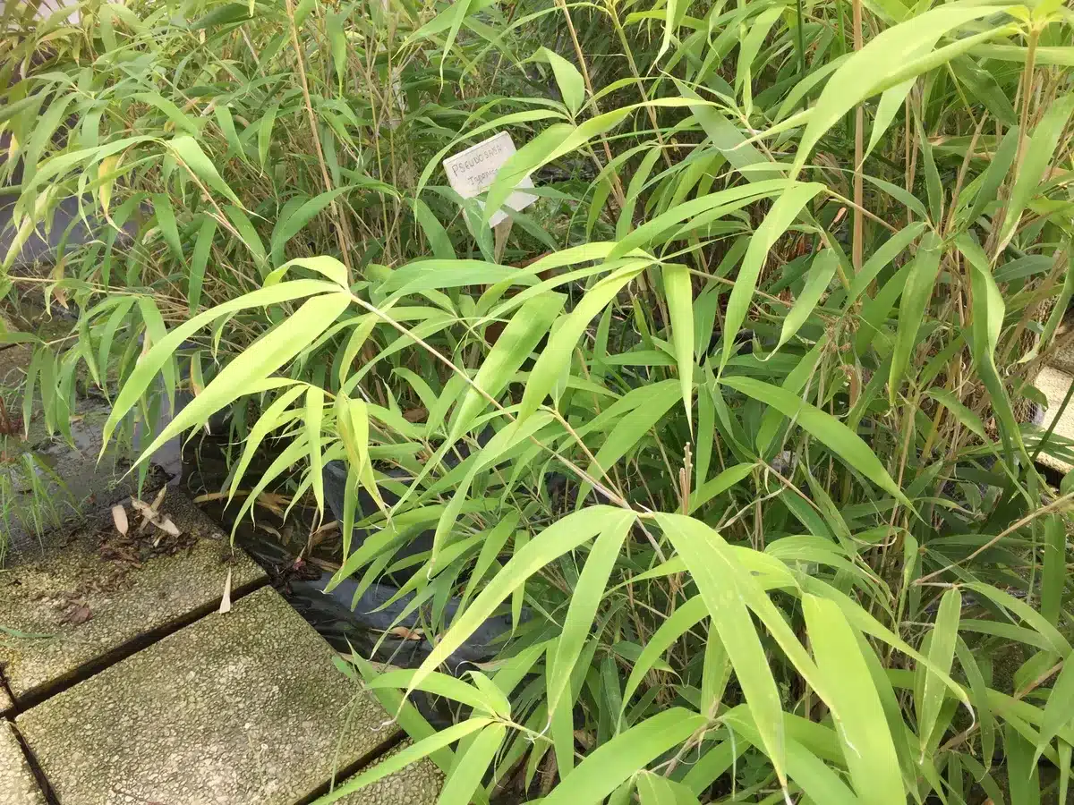 Bambou vert dense aux feuilles allongées, avec étiquette 'PSEUDO SASA Japonica'. Dalles de béton visibles.