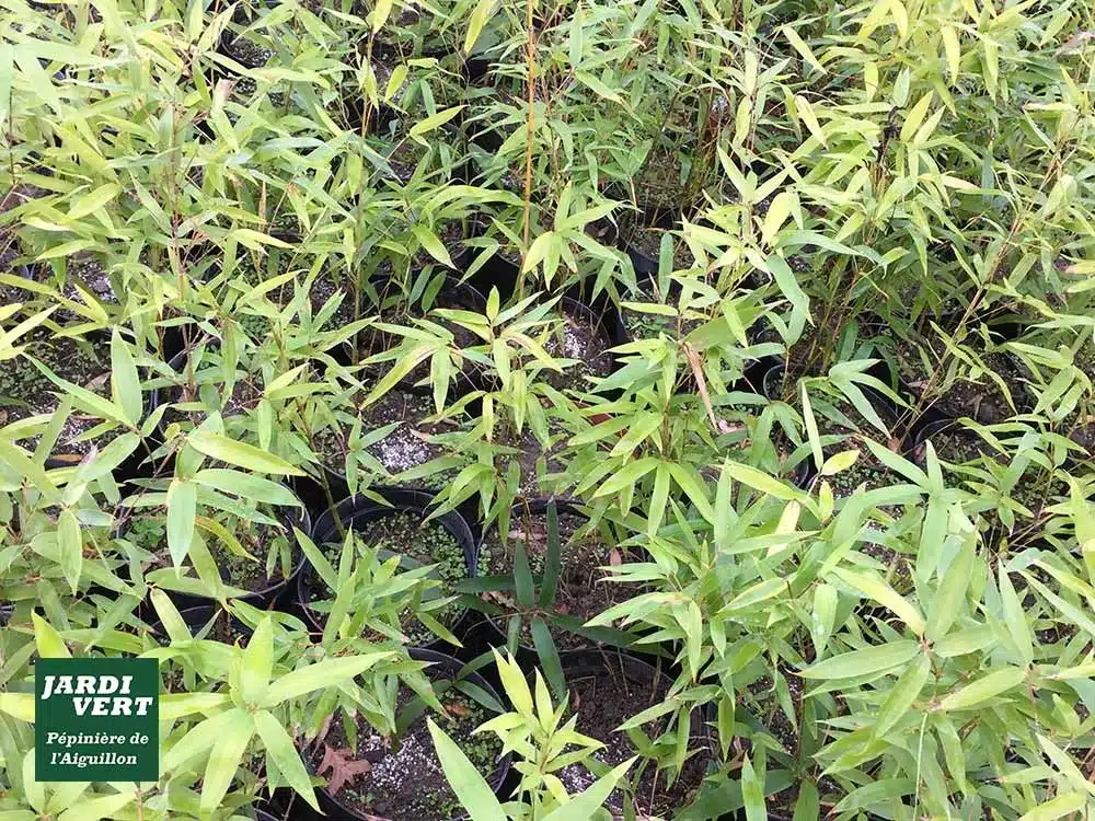 De nombreux jeunes plants de bambous aux feuilles vertes claires en pots noirs, prêts à la vente. Logo : « JARDI VERT Pépinière de l'Aiguillon ».