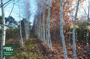 Alignement de jeunes bouleaux à l'automne, sol jonché de feuilles mortes. Logo JARDI VERT Pépinière de l'Aiguillon.