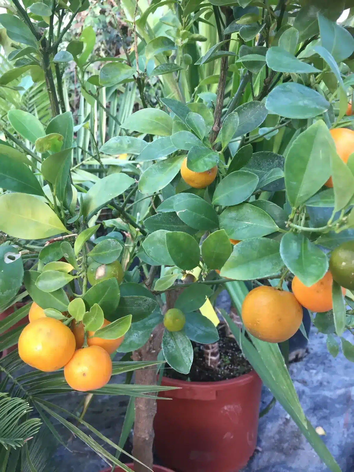Petit agrume en pot, feuilles vertes et nombreux fruits ronds orangés. Quelques fruits encore verts. Arbre fruitier décoratif.