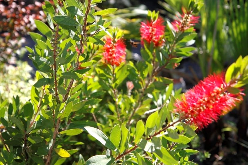 Gros plan sur un arbuste Callistemon rouge vif (rince-bouteille) avec des feuilles vertes brillantes sous un éclairage solaire intense.