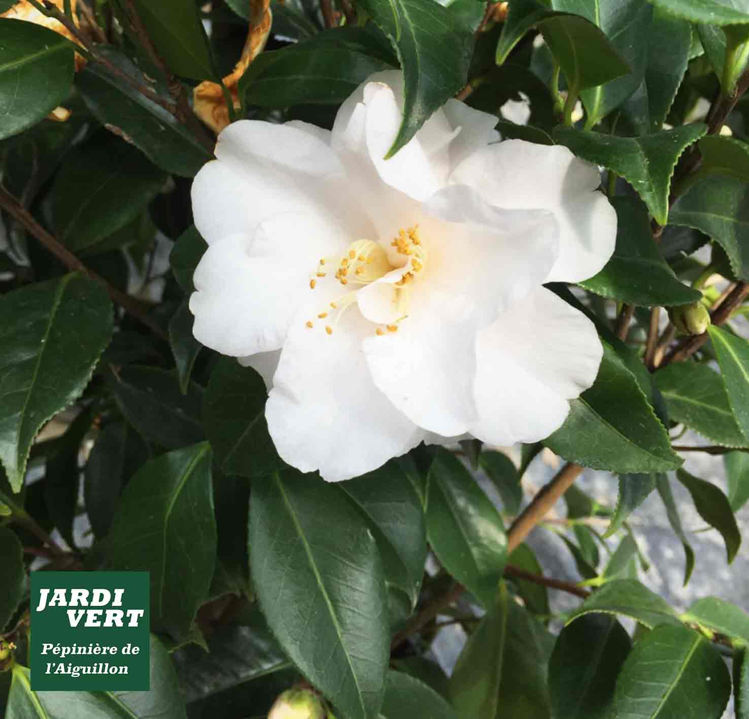 Fleur de camélia blanc éclatante avec des étamines jaunes, entourée de feuilles vertes sombres. Texte Jardi Vert, Pépinière de l'Aiguillon.