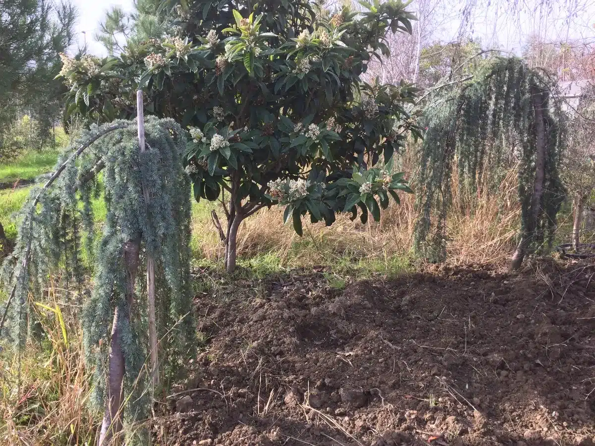 Jardin avec un cèdre pleureur bleu au premier plan, un arbre en fleurs blanches et de la terre fraîchement labourée.