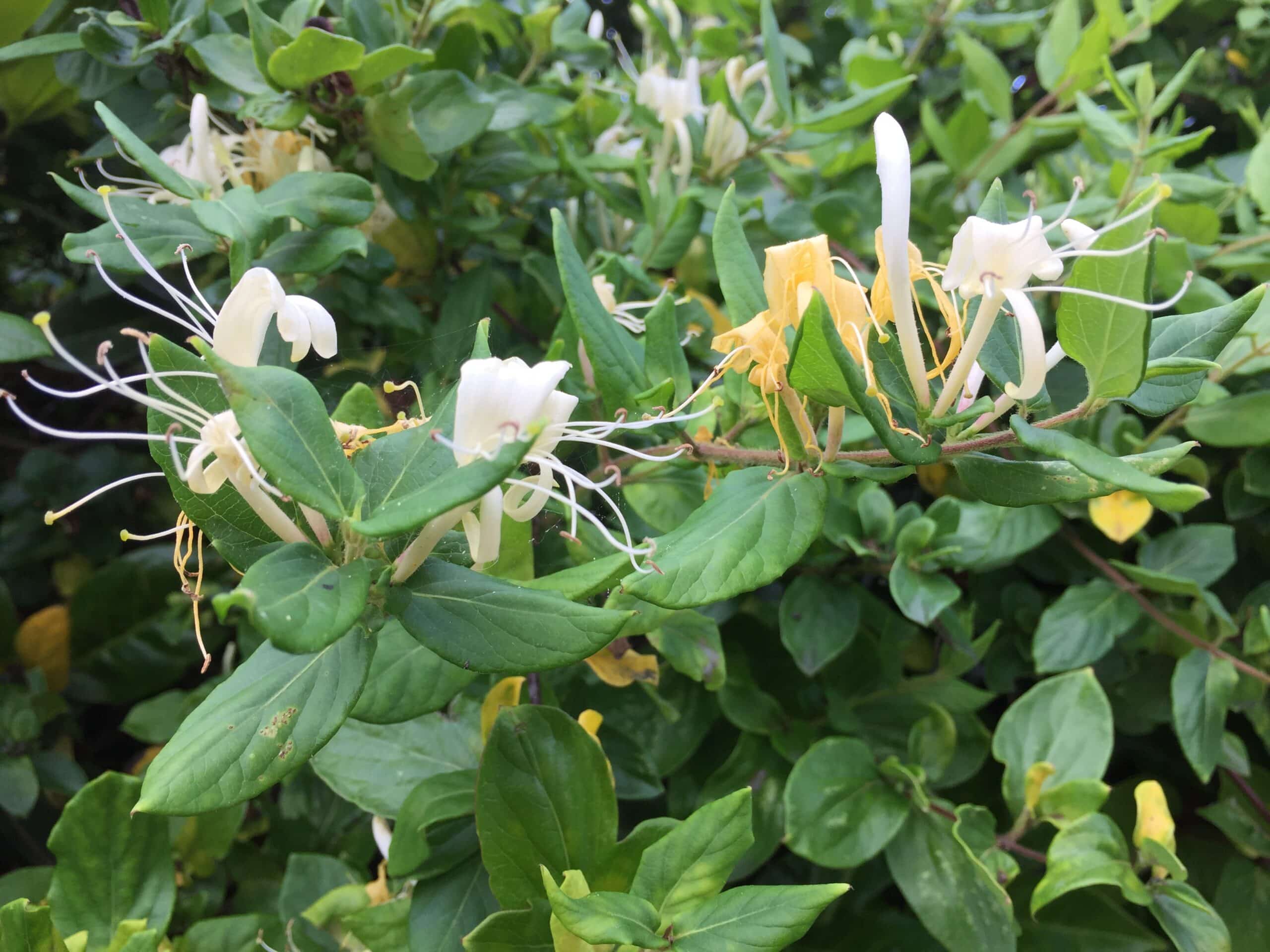Fleurs de chèvrefeuille blanches et jaunes entourées de feuilles vertes luxuriantes. Les longues étamines sont bien visibles.