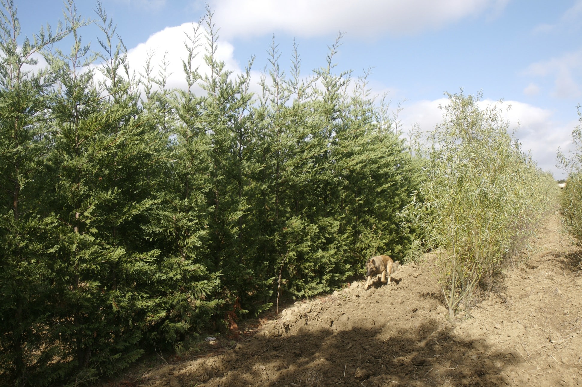 Chien marron sur chemin de terre, longeant une haie de grands conifères et de jeunes arbres sous ciel bleu nuageux.