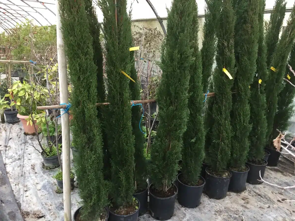 Rangée de cyprès élancés verts en pots noirs dans une pépinière sous serre. Supports en bois et étiquettes jaunes visibles.