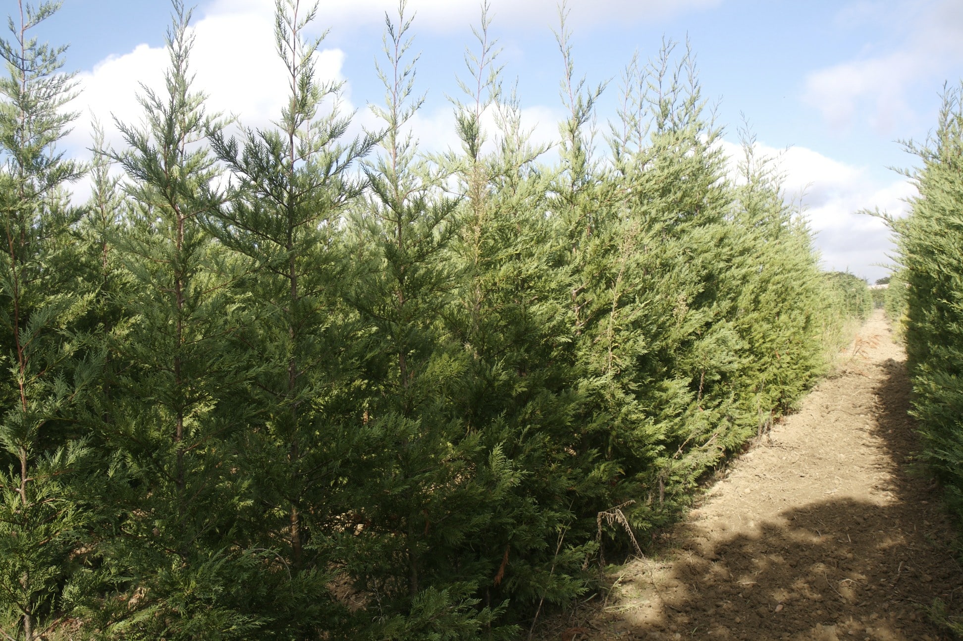 Rangées d'arbres de cyprès verts en pépinière sous un ciel bleu nuageux, avec un chemin de terre à droite.