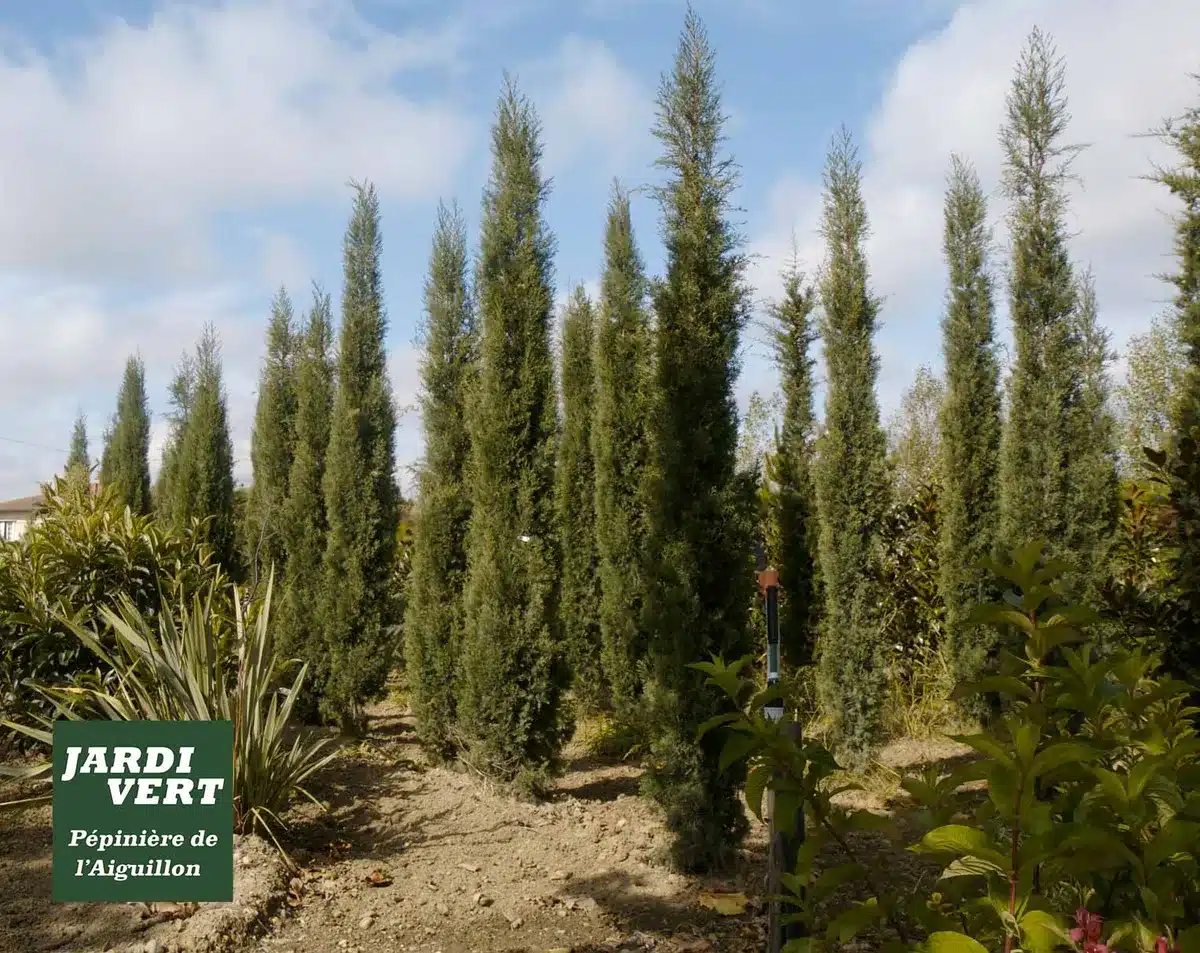 Allée de cyprès élancés dans une pépinière, avec le logo Jardi Vert Pépinière de l'Aiguillon en bas à gauche.