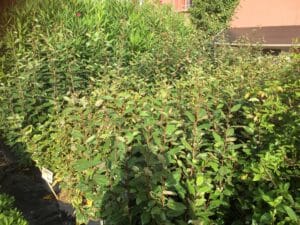 Plantes d'Elaeagnus 'Vivelea' en pot, certaines panachées jaune, étiquette 34€, devant un bâtiment ocre.