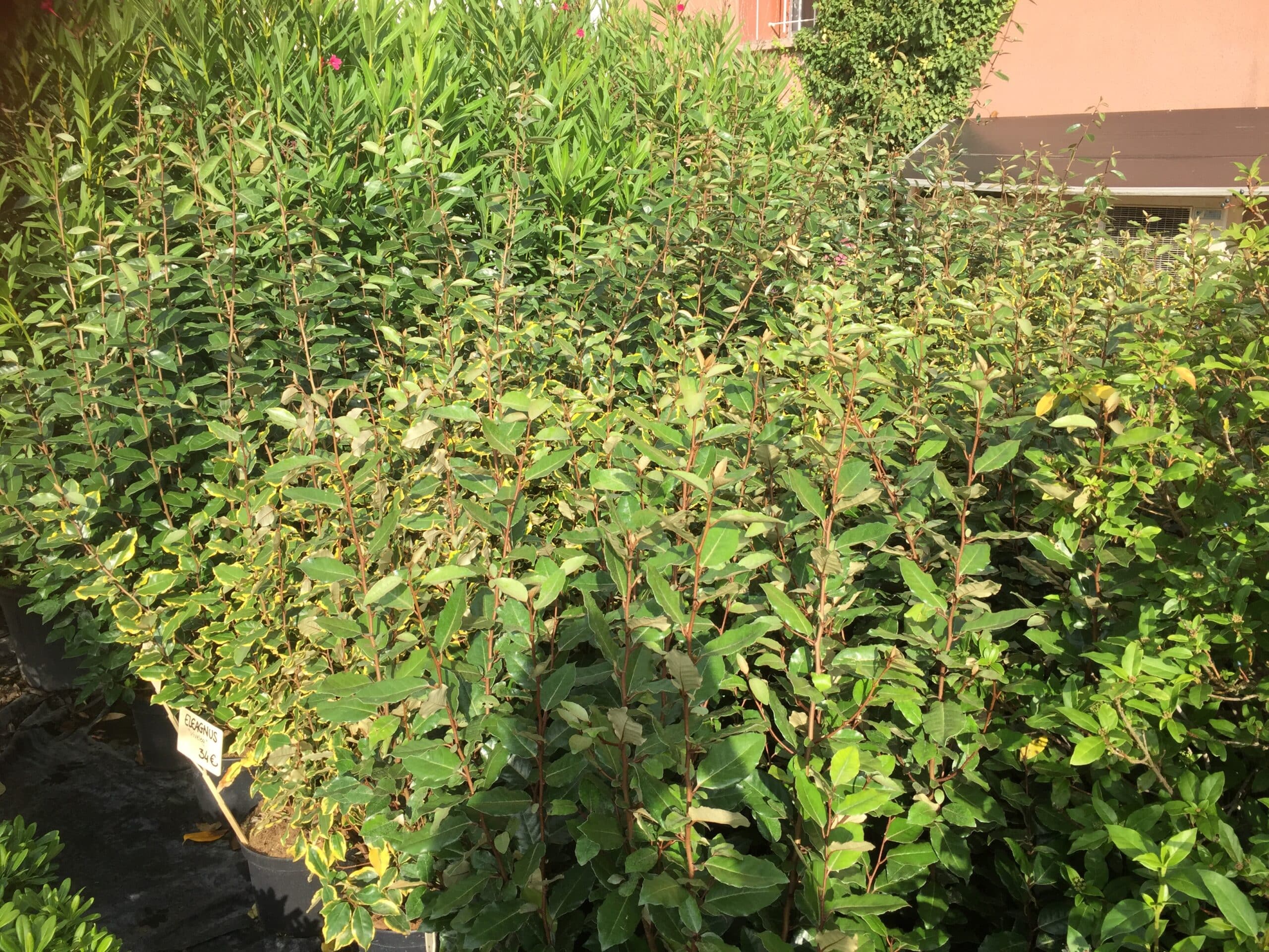 Plantes d'Elaeagnus 'Vivelea' en pot, certaines panachées jaune, étiquette 34€, devant un bâtiment ocre.