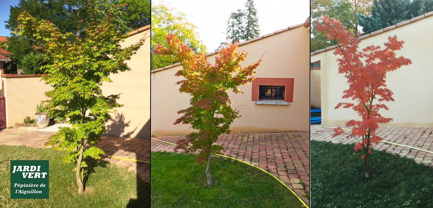 Érable japonais en trois saisons: feuillage vert éclatant, transition orange-rouge, puis rouge vif. Logo Jardi Vert Pépinière de l'Aiguillon.