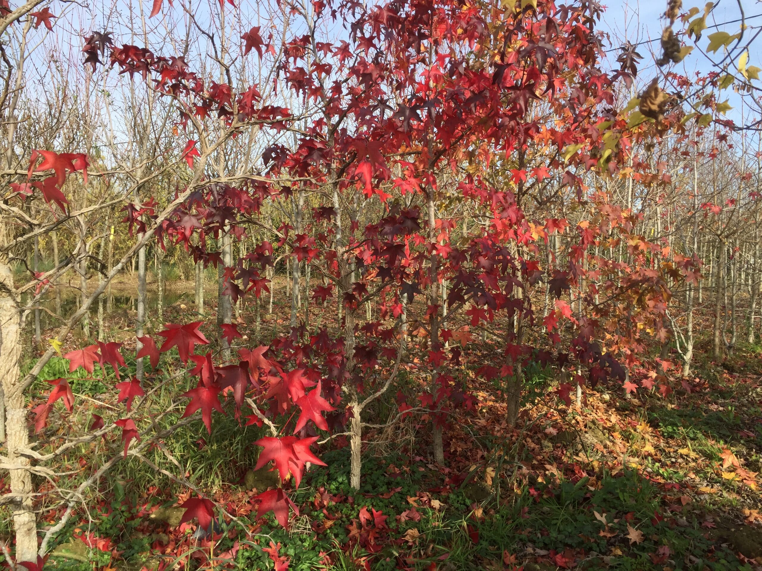 Arbres d'automne aux feuilles rouges vives de Liquidambar, tombant sur l'herbe verte et la litière forestière.