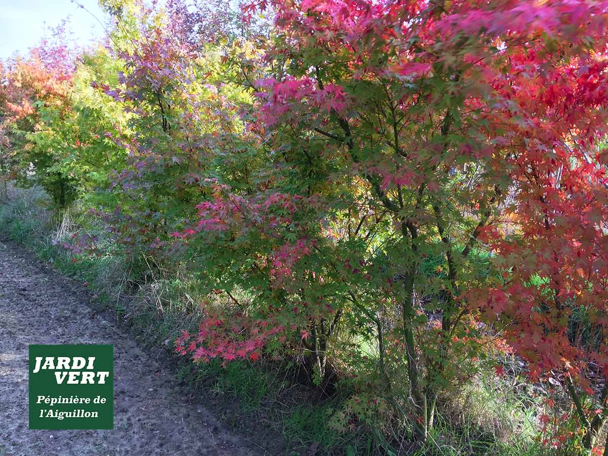 Rangée d'érables aux couleurs d'automne vives : rouge, rose, vert et jaune. Chemin de terre à gauche. Texte : JARDI VERT, Pépinière de l'Aiguillon.