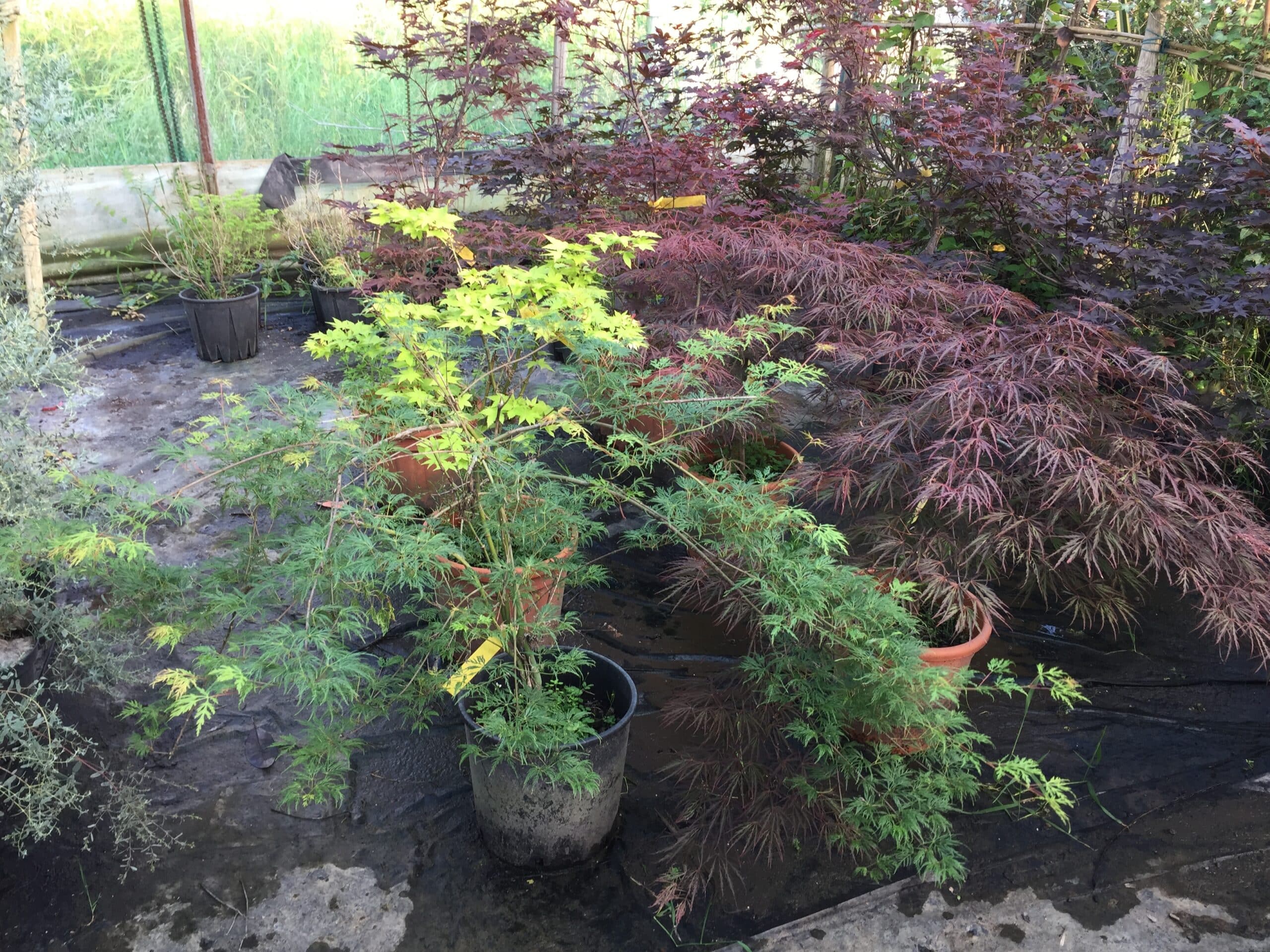 Collection d'érables japonais en pots, feuillage vert vif au premier plan et pourpre foncé à l'arrière. Sol de pépinière humide.