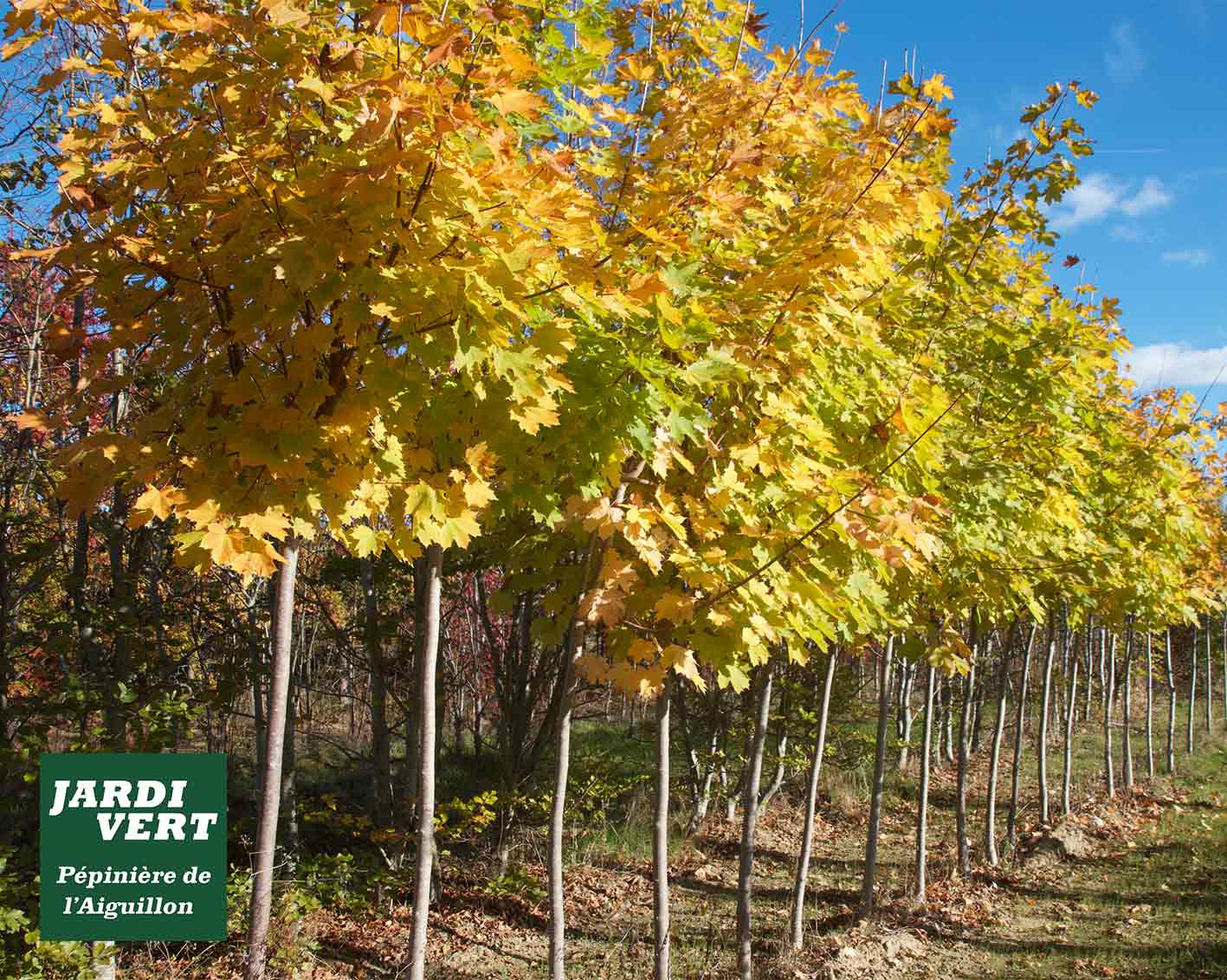 Rangée d'érables aux feuilles jaunes et vertes en automne dans une pépinière. Logo Jardi Vert, Pépinière de l'Aiguillon.