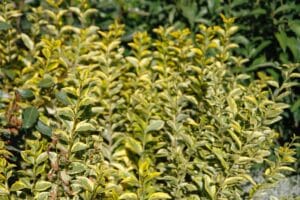 Gros plan sur un buisson d'Euonymus panaché vert et jaune vif, avec quelques feuilles brunies au premier plan.