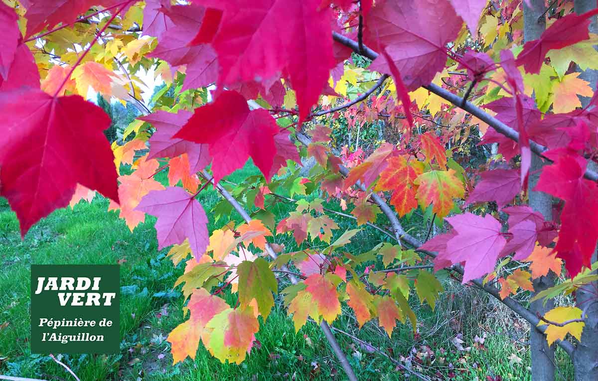 Feuilles d'érable vibrantes en automne : rouge, orange, jaune, vert. Logo "Jardi Vert Pépinière de l'Aiguillon" en bas à gauche.