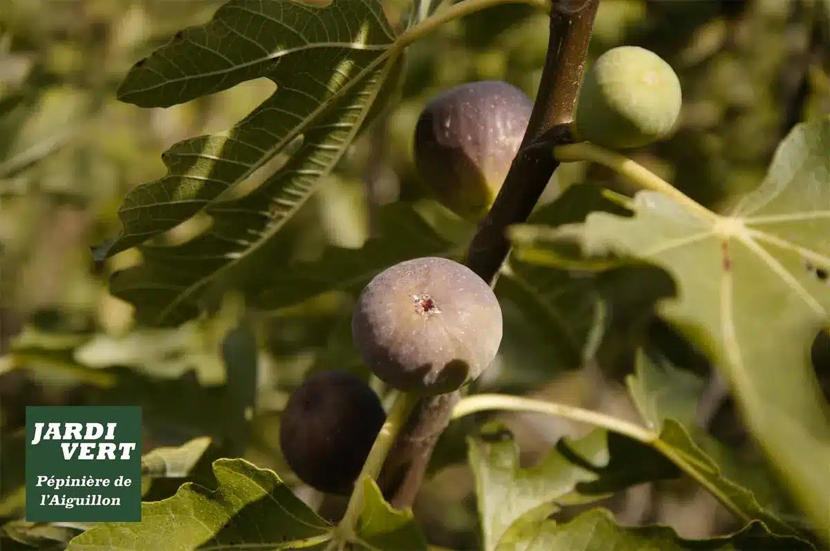 Figues mûres et vertes sur un figuier feuillu avec le logo 'Jardi Vert Pépinière de l'Aiguillon'.