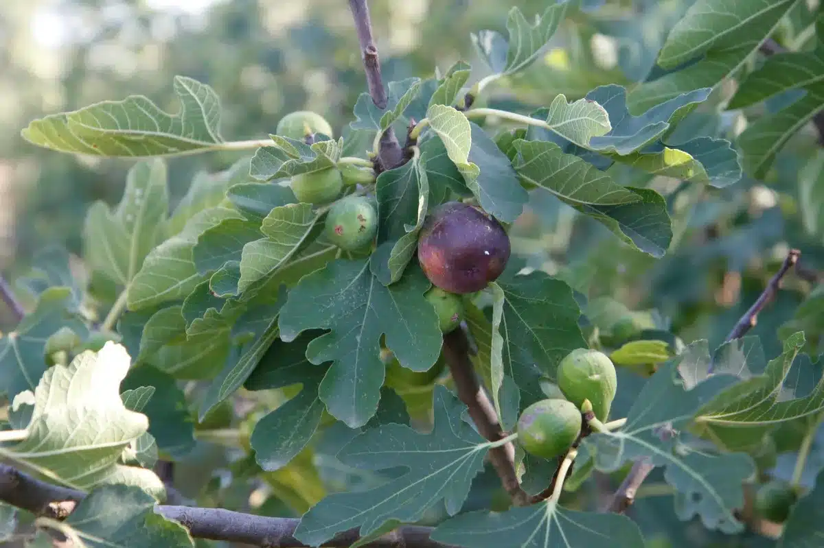 Figuier avec des figues mûres violettes et des vertes immatures, entourées de grandes feuilles vertes caractéristiques.