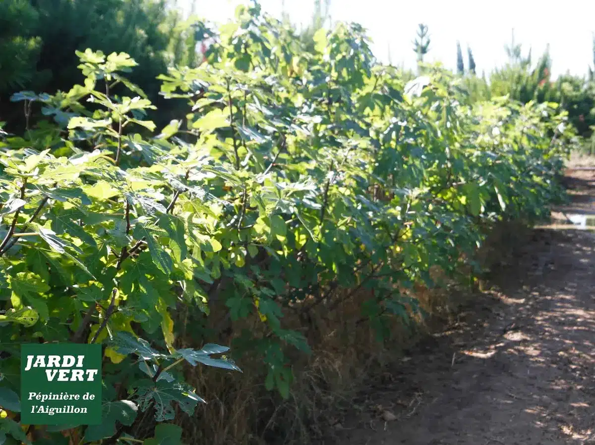 Allée de jeunes figuiers aux feuilles vertes et luxuriantes, baignés de soleil. Logo : JARDI VERT, Pépinière de l'Aiguillon.