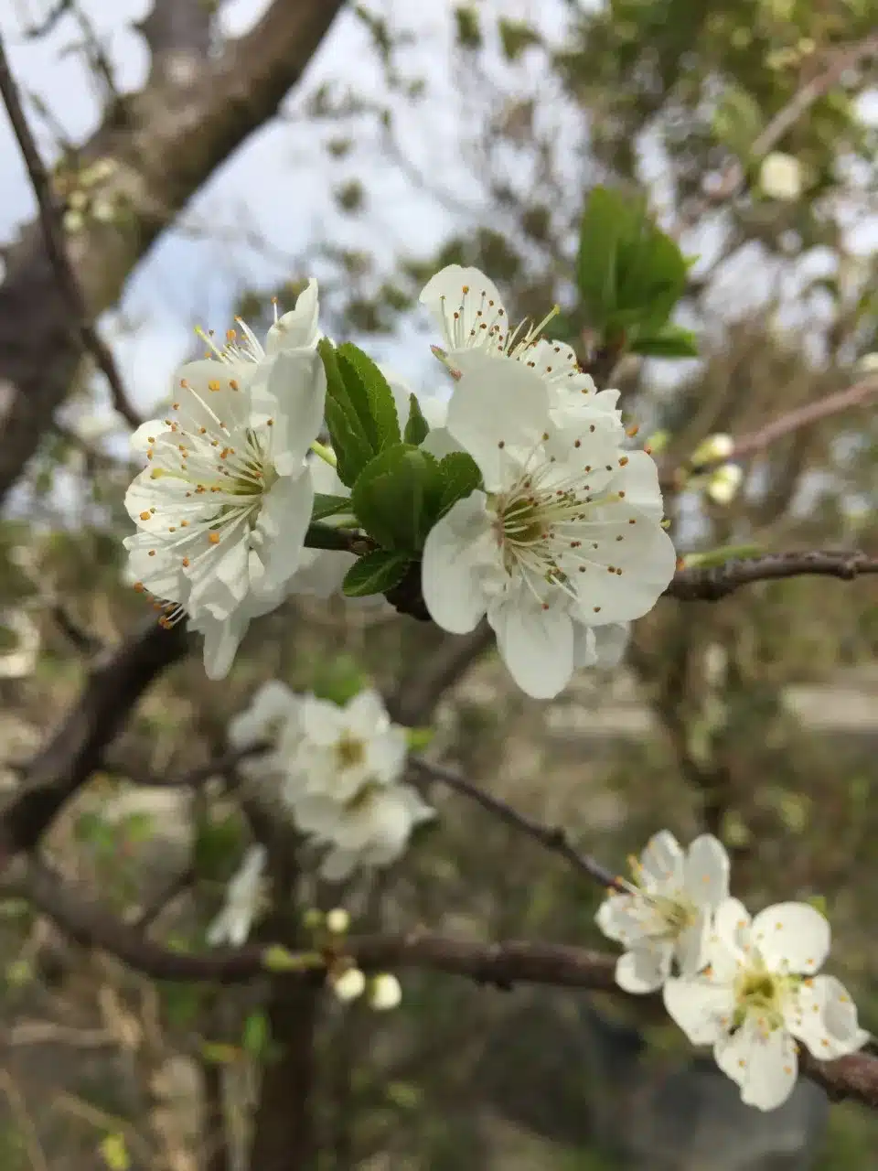 Close-up de fleurs blanches printanières épanouies avec de nombreux étamines sur une branche d'arbre. Quelques bourgeons sont visibles.