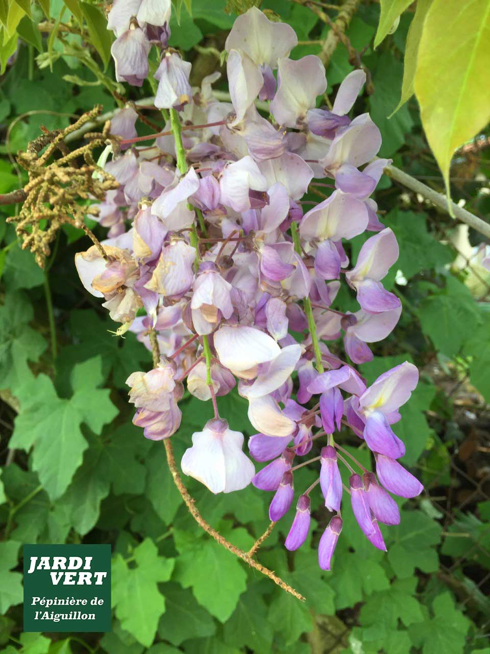 Grappe de fleurs de glycine violettes et pastel en éclosion, sur fond de feuillage vert. Logo Jardi Vert, Pépinière de l'Aiguillon.