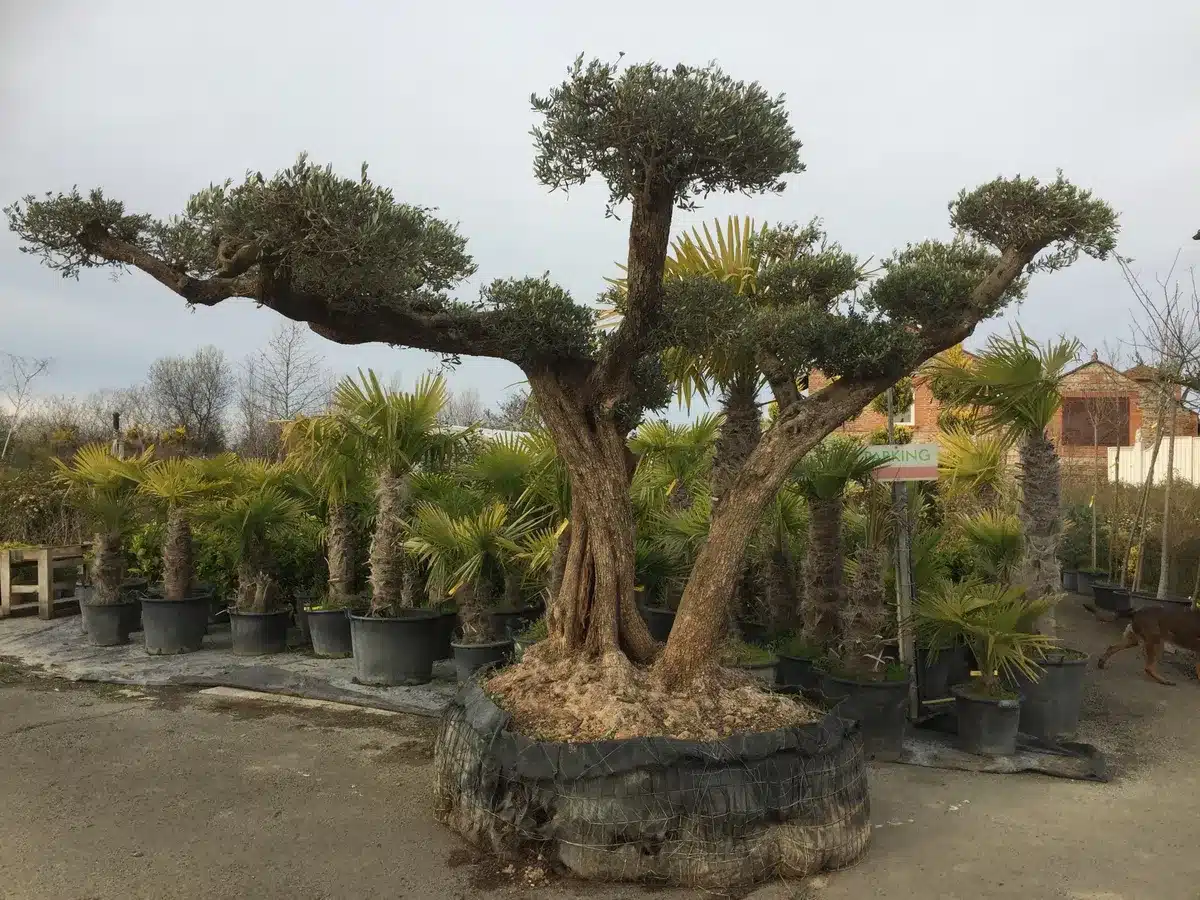 Grand olivier taillé majestueux, prêt à la vente, entouré de palmiers en pots dans une pépinière. Un panneau 'PARKING' est visible, un chien marron marche à droite.