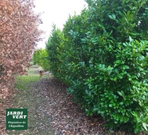Allée de pépinière Jardi Vert l'Aiguillon entre haies de laurier-cerise vert et arbres aux feuilles rousses, un chien au loin.