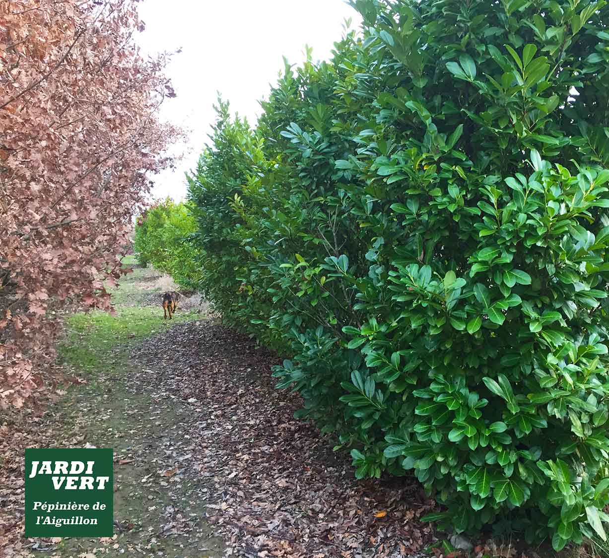 Allée de pépinière Jardi Vert l'Aiguillon entre haies de laurier-cerise vert et arbres aux feuilles rousses, un chien au loin.