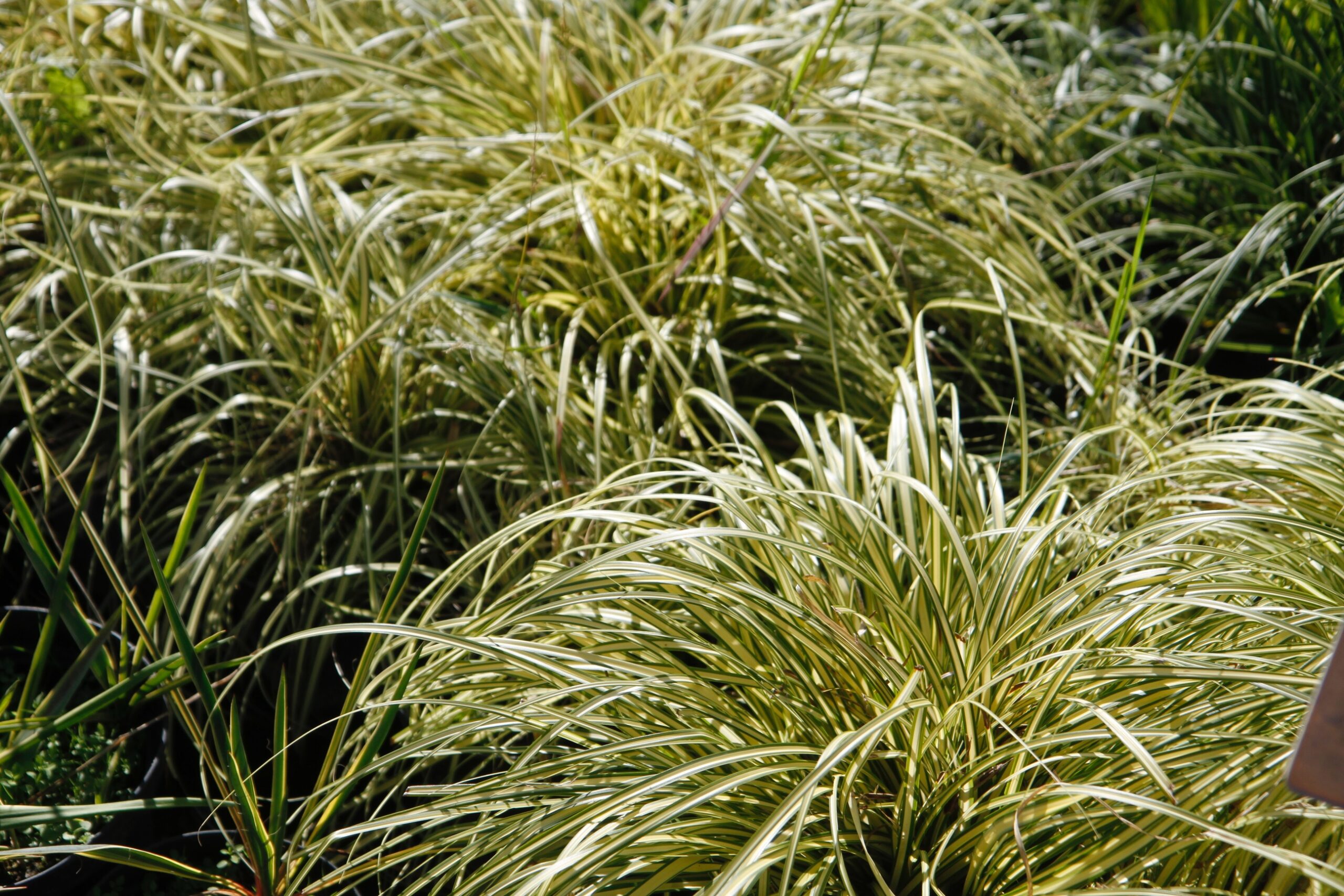 Touffes d'herbe panachée aux longues feuilles vertes et crème sous la lumière du soleil, créant un motif vibrant au sol.